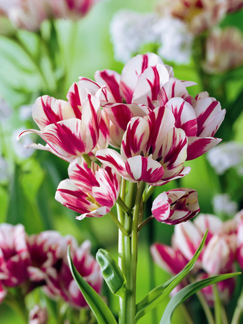 Tulipan (Tulipa) 'Flaming Club'