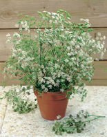 Nasiona Anyż Biedrzeniec