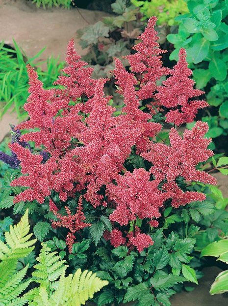 Tawułka (Astilbe) 'Bremen'
