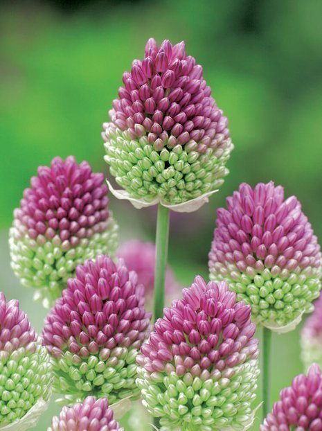 Czosnek (Allium) 'Sphaerocephalon' 20 szt.