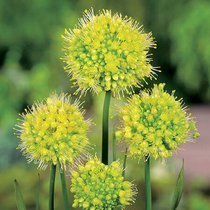 Czosnek Ozdobny (Allium) 'Obliquum Yellow'