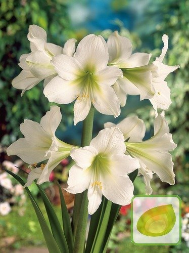 Hiacynt (Hyacinthus) 'Hollyhock'