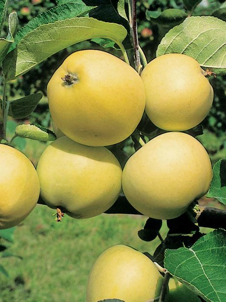 Jabłoń Oliwka Żółta (Papierówka)