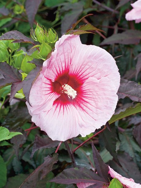 Ketmia (Hibiscus) Różowa - Krzew Ozdobny