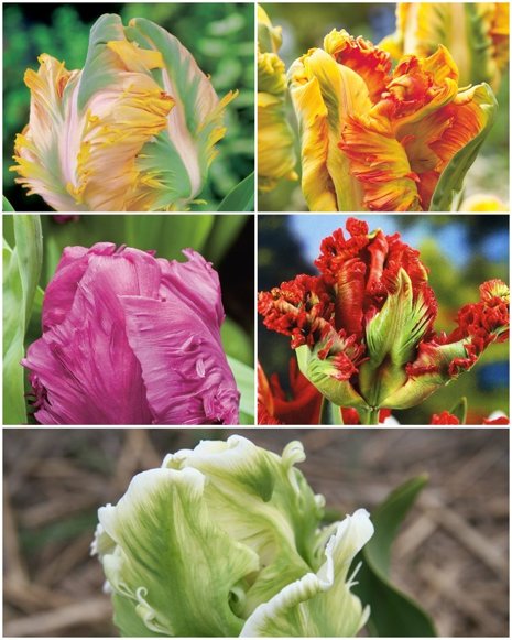 Kolekcja Ekskluzywne Tulipany Papuzie
