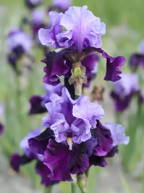 Kosaciec bródkowy (Iris germanica) ' Blue Bird Wine ' 1 szt.