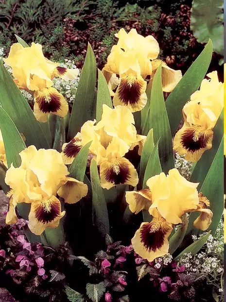 Kosaciec niski (Iris pumila) 'Ritz'