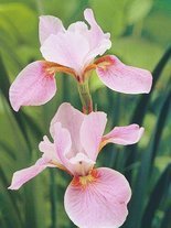 Kosaciec syberyjski (Iris sibirica) 'Memphis Memory'