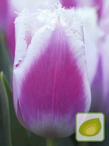 MEGA Kolekcja Tulipany Triumph w kolorach