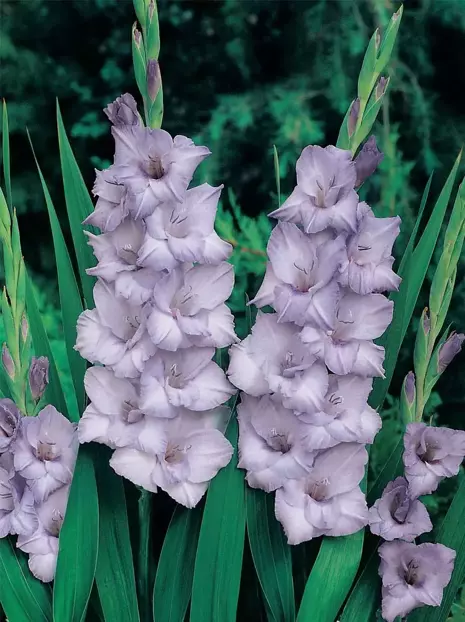 Mieczyk (Gladiolus) 'Blue Tropic' 5 szt.
