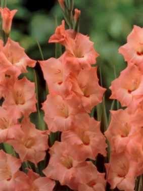 Mieczyk (Gladiolus) 'Spic And Span'