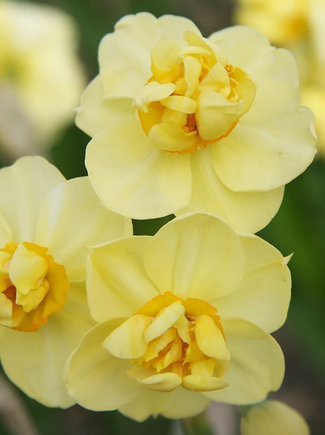 Narcyz Pełny (Narcissus) 'Yellow Cheerfulness' 5 szt.