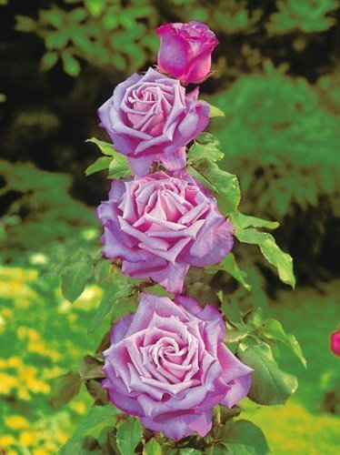 Róża Pnąca (Rosa) 'Indigolette'