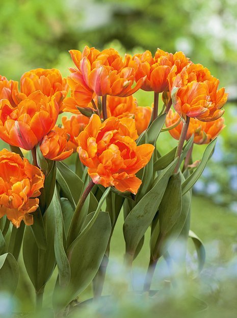 Tulipan Pełny Późny (Tulipa) 'Orange Princess' 3 szt.