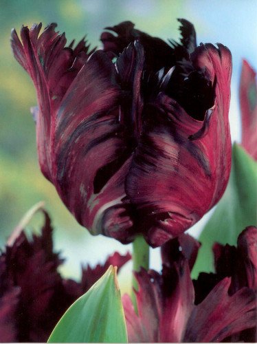 Tulipan (Tulipa) 'Black Parrot'