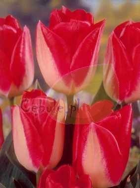 Tulipan (Tulipa) Fioletowy Najtańszy