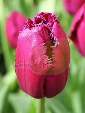 Tulipan (Tulipa) 'Golden Glasnost'