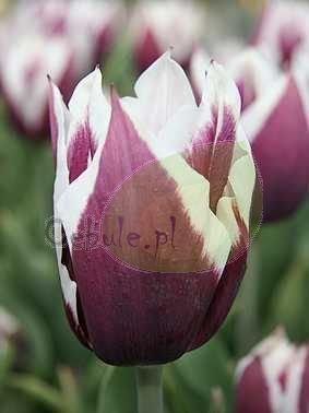 Tulipan (Tulipa) 'Sapporo'