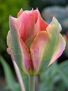 Kosaciec bródkowy (Iris germanica) ' Superstition '