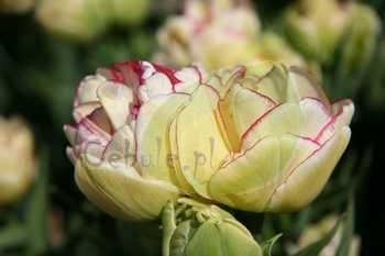 Tamaryszek drobnokwiatowy (Tamarix parviflora)