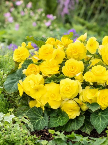 Begonia (Begonia) Double Yellow