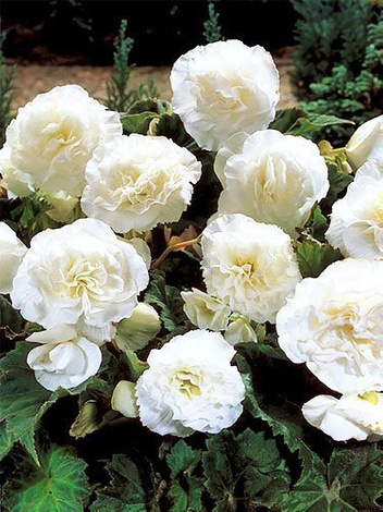 Begonia drobnokwiatowa (Begonia Multiflora Maxima) Biała