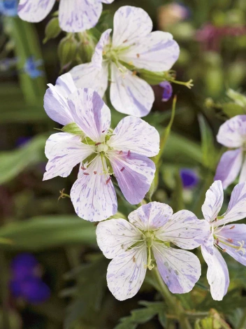 Bodziszek łąkowy (Geranium pratense) 'Splish Splash'