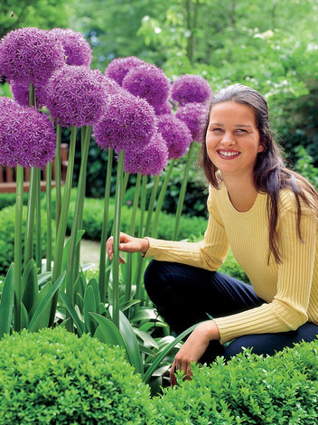 Czosnek (Allium) 'Globemaster' 1 szt.