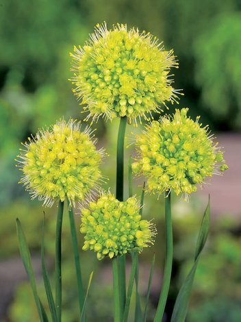Czosnek Ozdobny (Allium) 'Obliquum Yellow'
