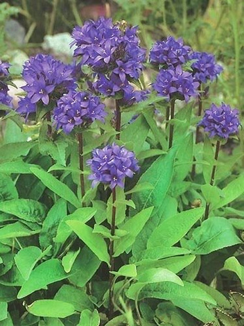 Dzwonek (Campanula glomerata) Niebieska