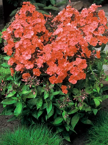 Floks (Phlox paniculata) 'Orange Perfection'