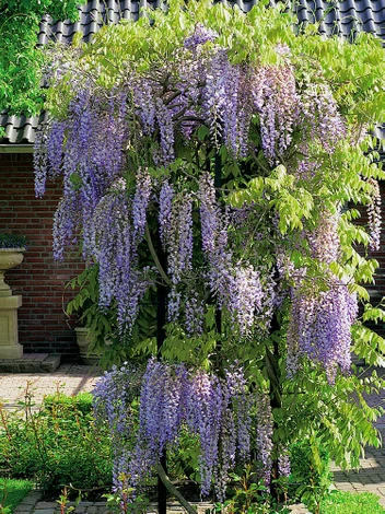 Glicynia (Wisteria) Chińska Fioletowa