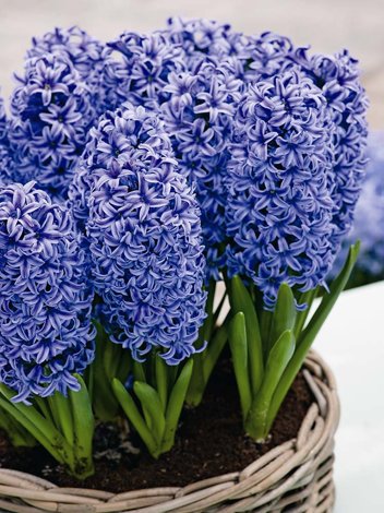Hiacynt (Hyacinthus) 'Blue Tango'