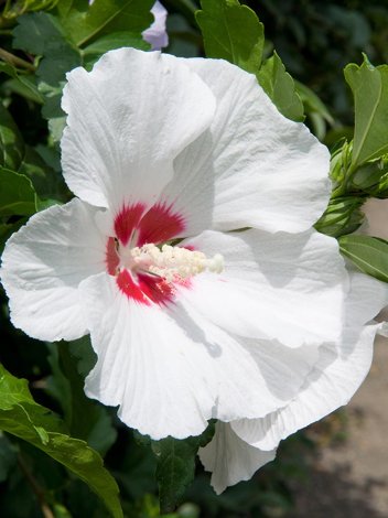 Ketmia (Hibiscus) Biała - Krzew Ozdobny