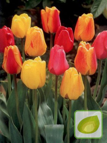 Kolekcja Ekskluzywne Tulipany Papuzie