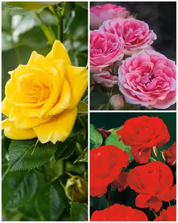 Kolekcja Róże Rabatowe 