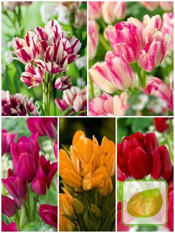 Kolekcja Tulipany Bukietowe