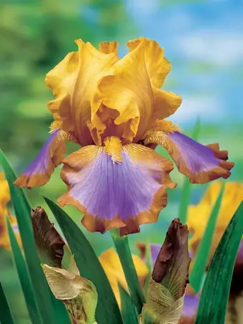 Kosaciec bródkowy (Iris Germanica) 'Brown Lasso'
