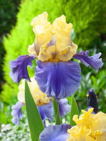 Kosaciec bródkowy (Iris germanica) 'Edith Wolford'