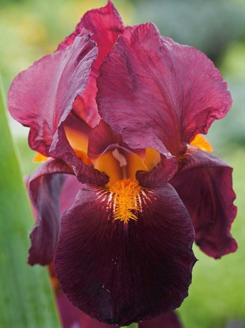 Kosaciec bródkowy (Iris germanica) 'Red Zinger'