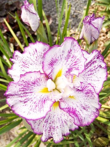 Kosaciec mieczolistny (Iris ensata) 'Freckled Geisha'