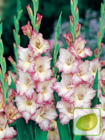 MEGAPACZKA Mieczyk (Gladiolus) 'White Prosperity'