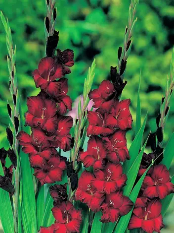 MEGAPAKA Mieczyk (Gladiolus) 'Black Jack'