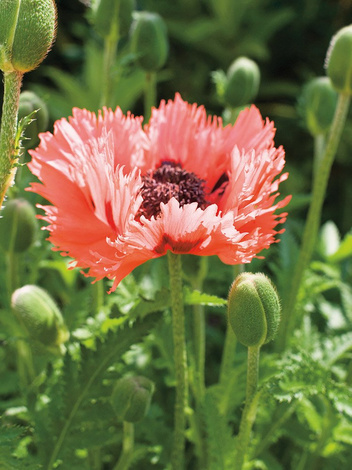 Mak (Papaver orientale) 'Forncett Summer'