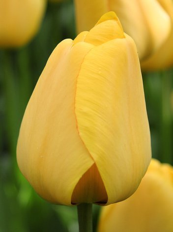 Megapaczka Tulipan (Tulipa) 'Queen of Night'