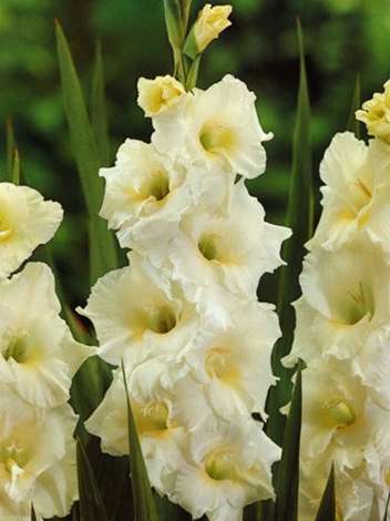 Mieczyk Tani (Gladiolus) 'White Friendship'