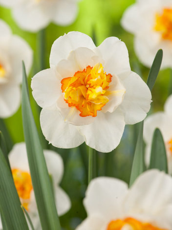 Narcyz Pełny (Narcissus) 'Flower Drift' 5 szt.