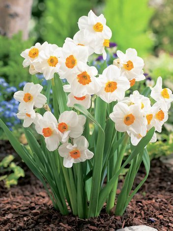 Narcyz Tazetta (Narcissus) 'Geranium' 5 szt.