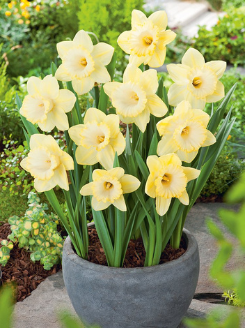 Narcyz Trąbkowy (Narcissus) 'Lemon Glow' 5 szt.