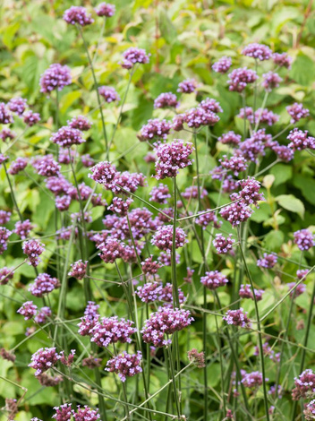 Nasiona Werbena Patagońska - Verbena